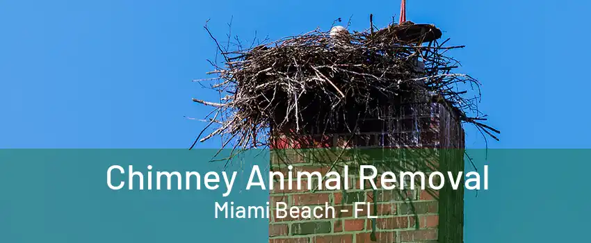 Chimney Animal Removal Miami Beach - FL